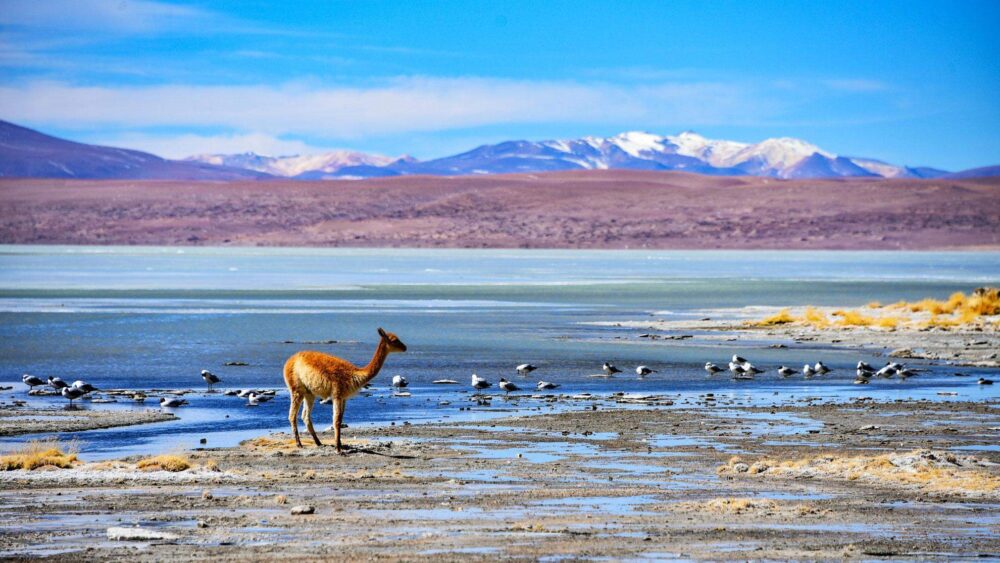 Reserva Nacional de fauna andina Eduardo Avaroa (REA) de Bolivia