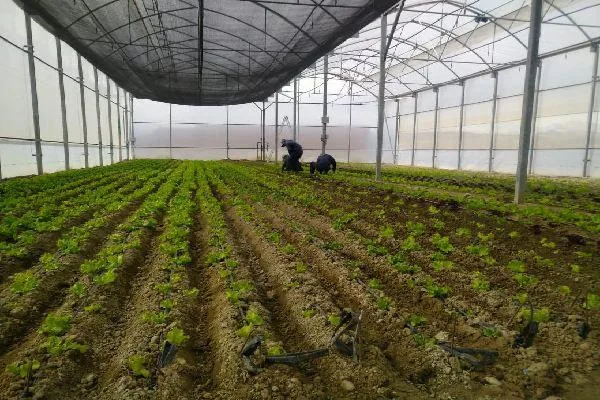 INVERNADERO. Cultivos de hortalizas y verduras en ambiente controlado en el Altiplano