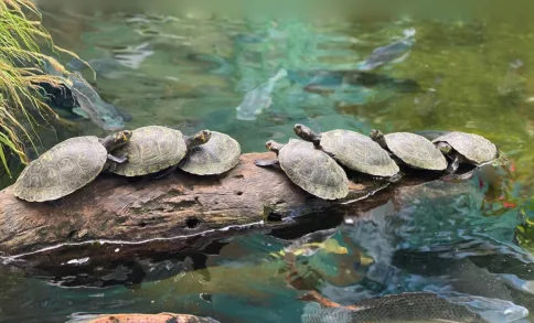 Buscan precautelar el bienestar de los animales.