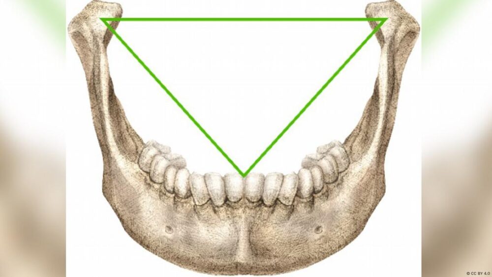 El triángulo equilátero de Bonwill, establecido en 1864, conecta las articulaciones mandibulares con los incisivos centrales inferiores, correspondiendo exactamente al triángulo que Leonardo mencionó explícitamente en su Hombre de Vitruvio.