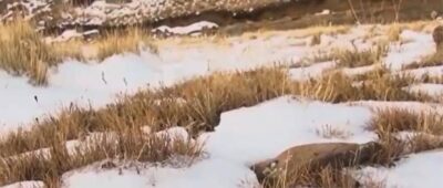 Se aguarda cuantificación de zonas afectadas por las heladas en Cochabamba