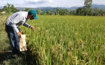 Uso de la tecnología hídrica mejora producción de arroz en Beni y Santa Cruz