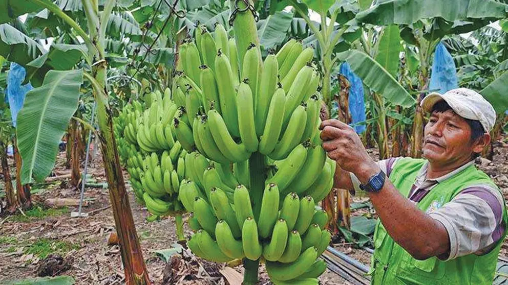 Imagen referencial de producción de banano en el Trópico./ ARCHIVO