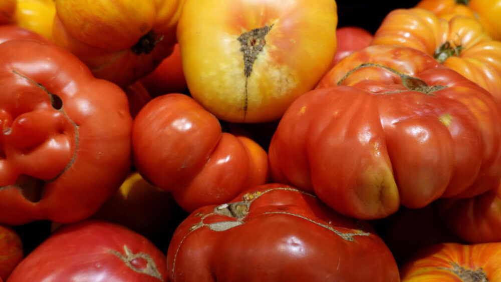 Los productores de tomate mexicanos están principalmente concentrados en los estados de Sinaloa (noroeste) y Sonora (norte)