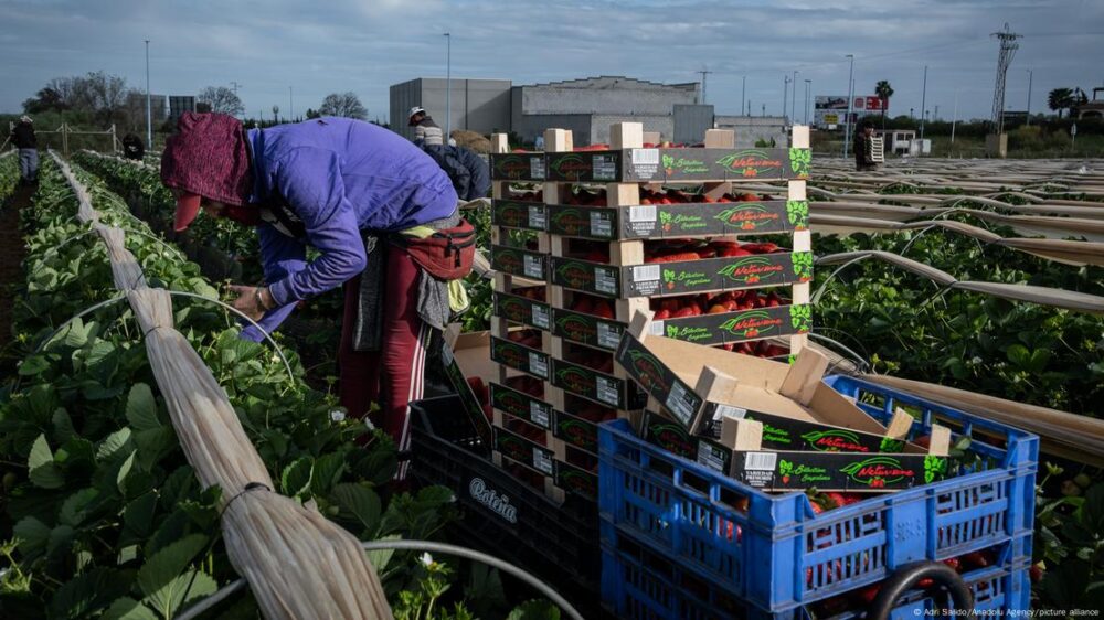Una mujer migrante de Marruecos recoge fresas al comienzo de la temporada en Lepe, España, el 13 de abril de 2022.