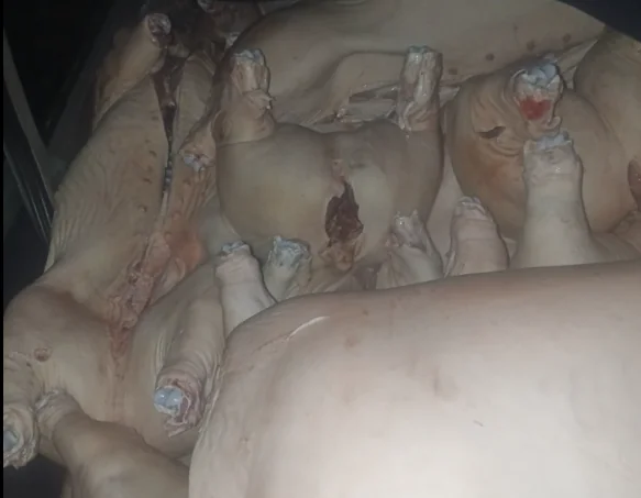 La carne de cerdo que se decomisó este lunes. Foto: VLCC.