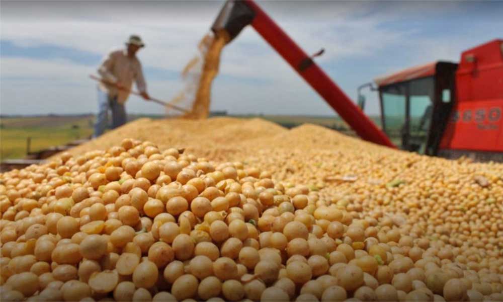 Anapo garantiza soya para el mercado interno pese a sequía y lluvias