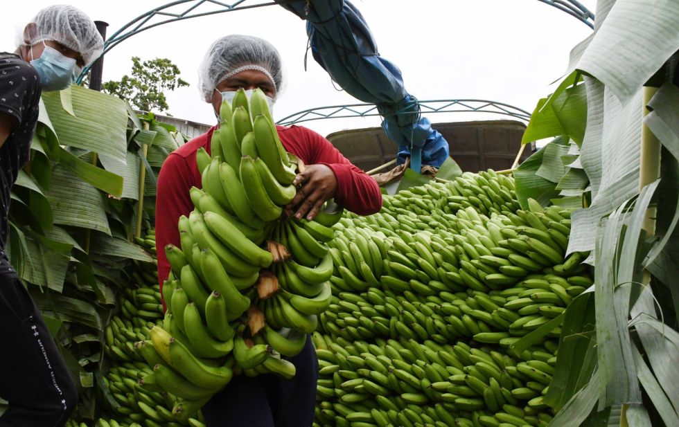 La producción de banana en el Trópico de Cochabamba. 