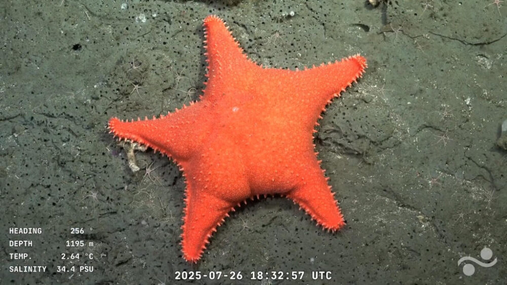 Estrella de mar captada a 1.195 metros de profundidad en el Cañón de Mar del Plata, en el Mar Argentino, en el Océano Atlántico, a unos 300 km de Mar del Plata, provincia de Buenos Aires, el 26 de julio de 2025.