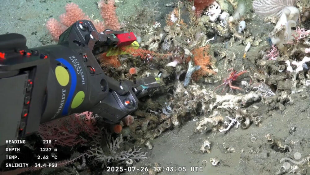 Flora submarina captada el 26 de julio de 2025 a 1.237 metros de profundidad en el Cañón de Mar del Plata, en el Mar Argentino, en el Océano Atlántico, a unos 300 km de Mar del Plata, provincia de Buenos Aires, Argentina.