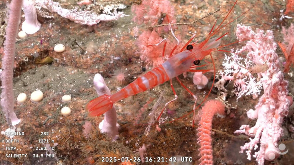Captura de pantalla de un video publicado por el Instituto Oceanográfico Schmidt y grabado por el ROV SuBastian en el que se ve un camarón a 1.271 metros de profundidad en el Cañón de Mar del Plata, en el Mar Argentino, el 26 de julio de 2025