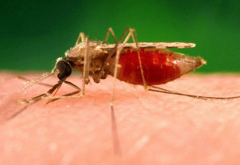 Brigadas técnicas intervienen en dos municipios de Pando para el control focos de malaria 