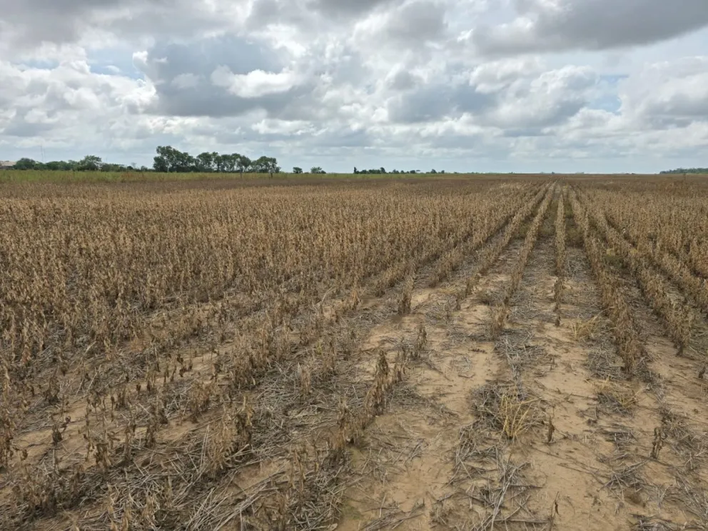 Efectos de la sequía en las plantaciones de soya en 2024 en Santa Cruz. Foto: Visión 360