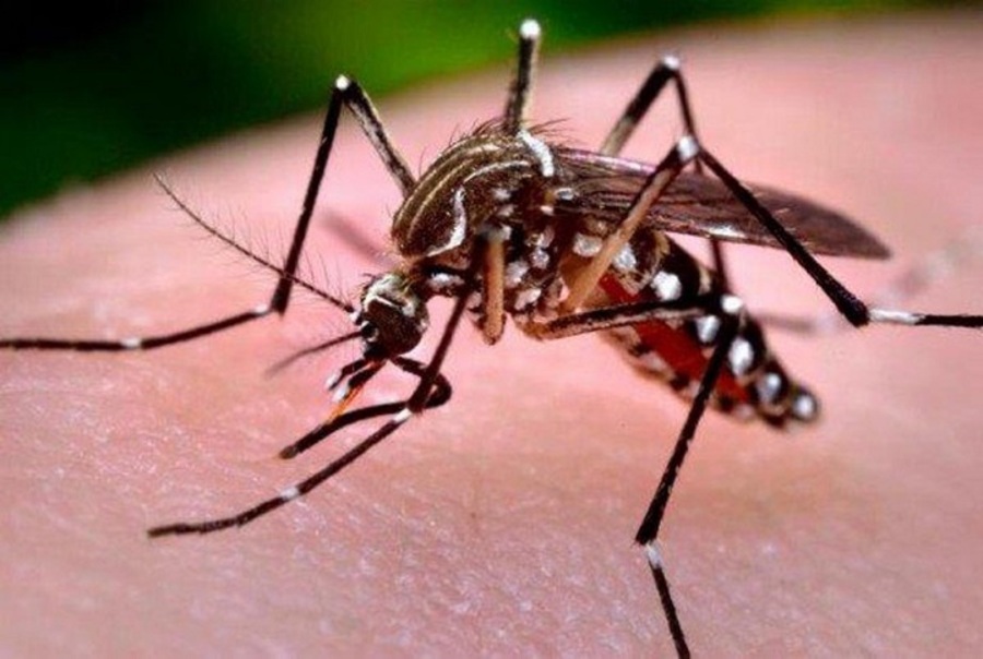 Pando reporta 272 casos acumulados de dengue y lamentan falta de acción de la población en la prevención 