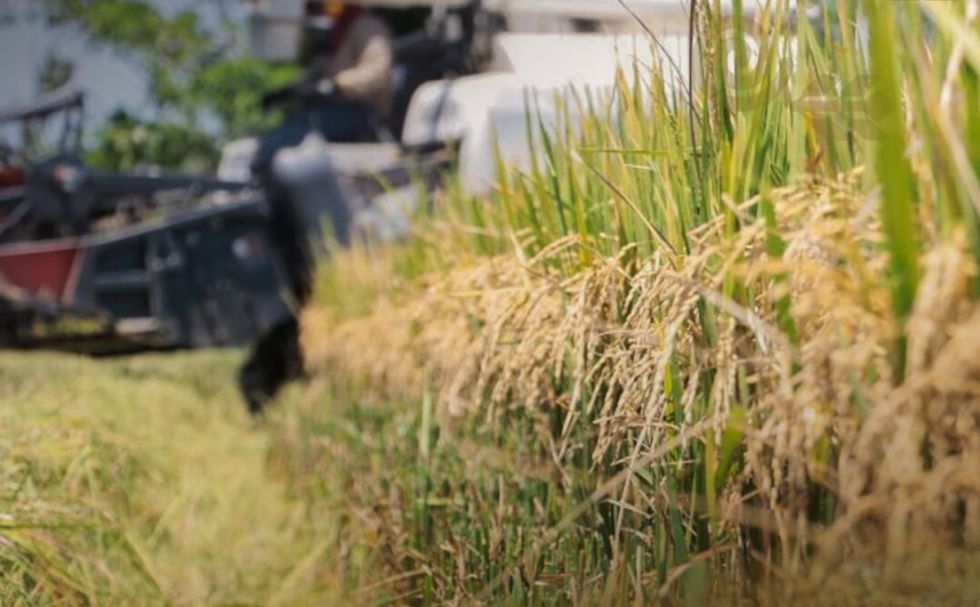 Producción agrícola 2025 crece en 21%