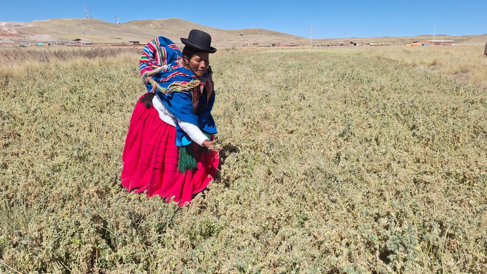  Comunaria de Viacha muestra el daño causado por el polvo de cemento en sus cultivos.