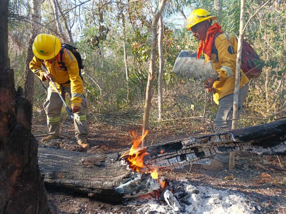 FFAA sofocan más de 90 incendios forestales: Defensa Civil alerta sobre “ataques criminales” a reservas