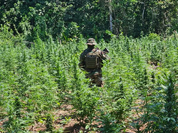 Plantación de marihuana en Yapacaní