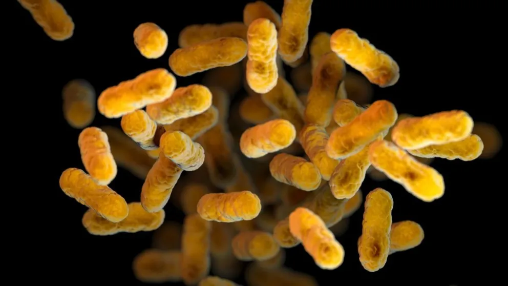 La bacteria Bordetella pertussis que causa la coqueluche. FOTO: Centros para el Control y Prevención de Enfermedades de Estados Unidos