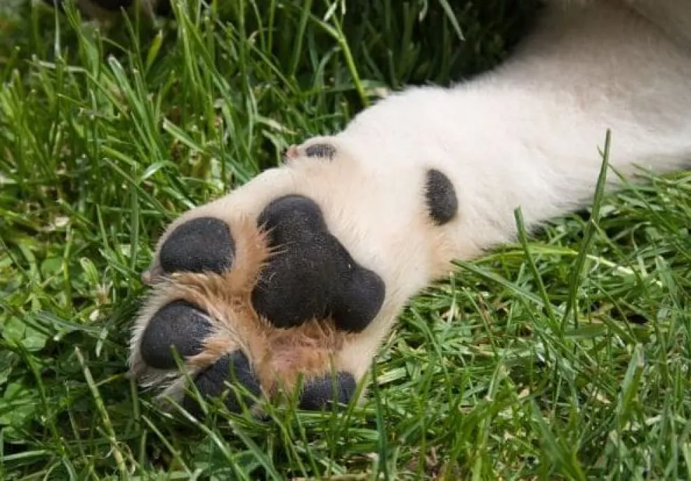La pata de un perro en una imagen referencial. Foto: RRSS