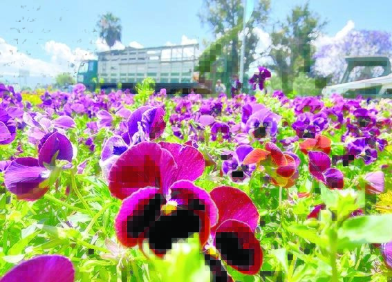 Un jardín de la plazuela de las Banderas./ DICO SOLÍS