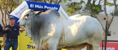 Teo FIV, el toro más pesado de Expocruz 2025 con 1.275 kilos
