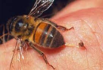 Yaguarú: varias personas picadas por abejas durante las celebraciones patronales