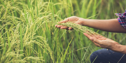 Falta de diésel pone en peligro la producción de 180.000 hectáreas de arroz en Santa Cruz y Beni, advierte investigadora