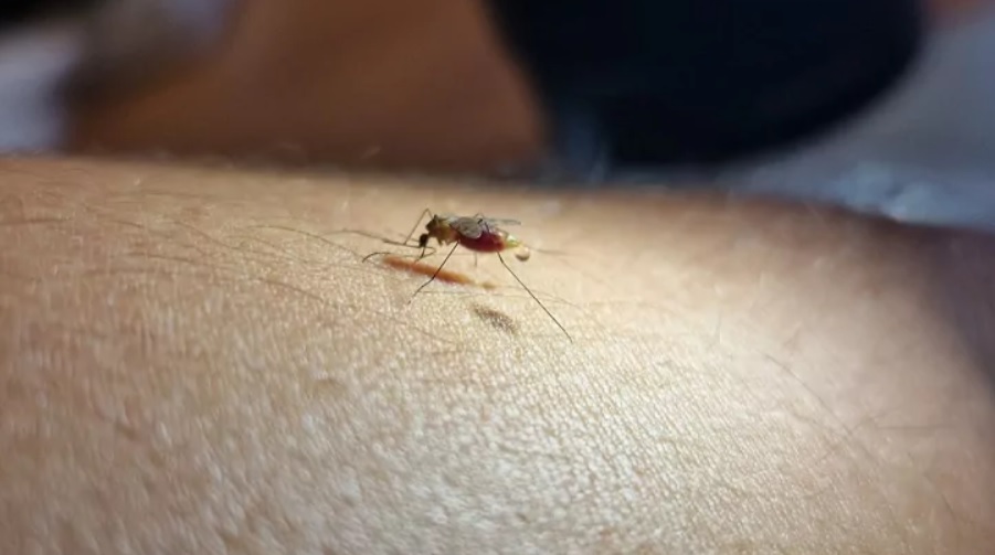 Mosquito de malaria