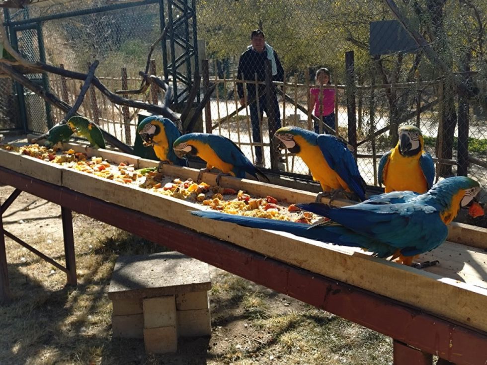  Tras inspección, descartan la muerte de animales en el Bioparque 