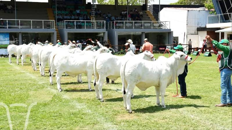 Este sábado se realiza el quinto día de juzgamientos en Expocruz. Este sábado se realiza el quinto día de juzgamientos en Expocruz.