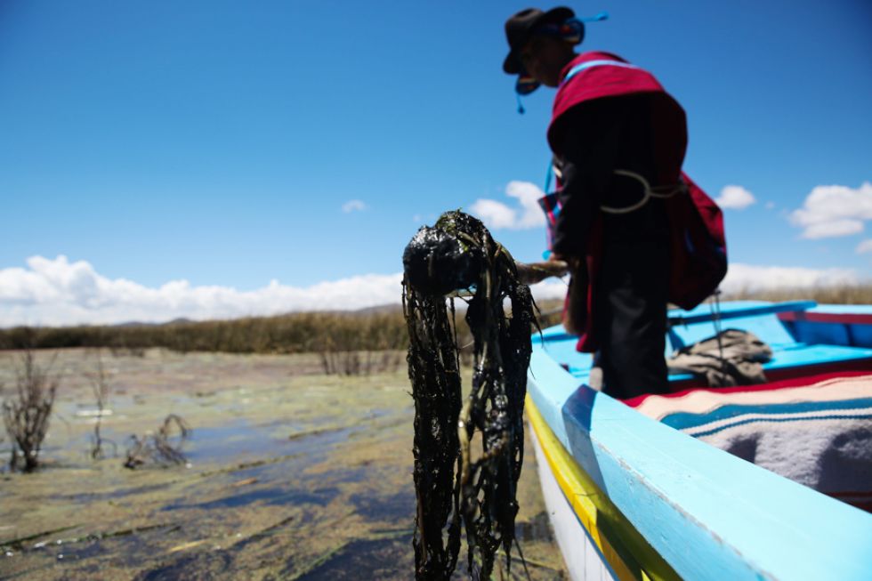 Una autoridad aimara sacando algas muertas del lago Titicaca en la Isla Sicula. 