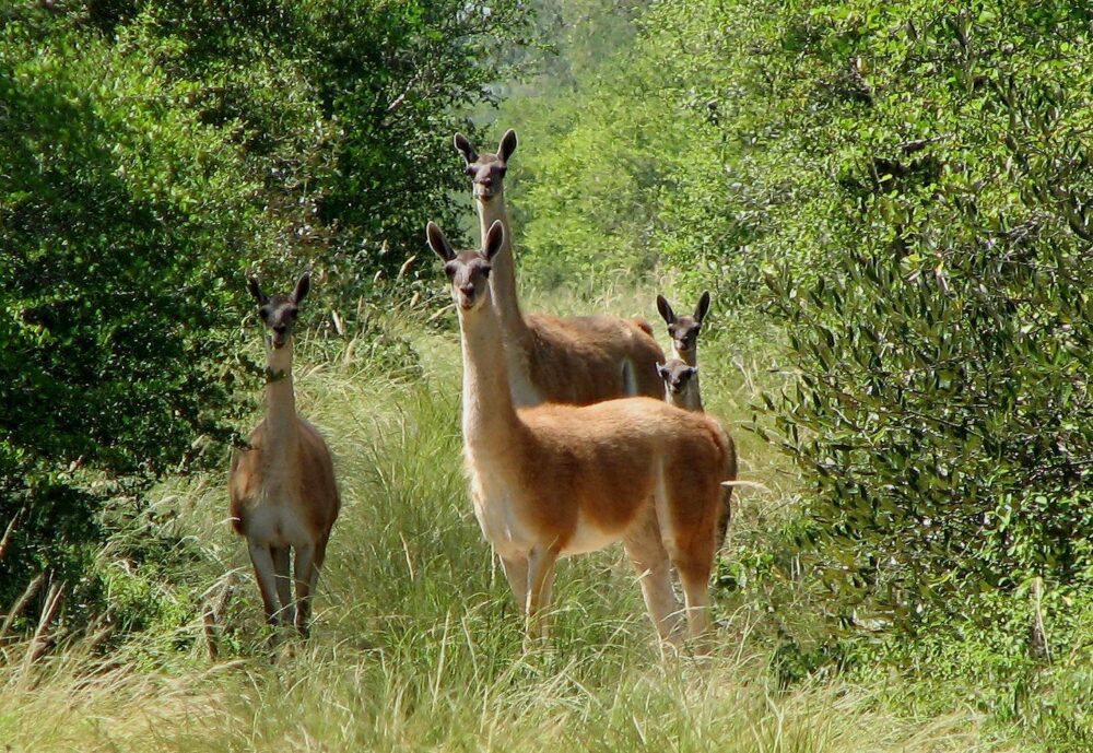 Guanacos | Fotografía: Sixto Angulo 