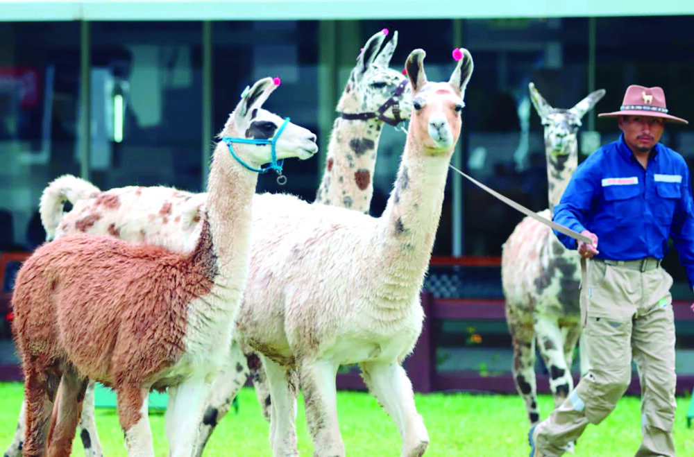 Resistencia Por primera vez están presentes llamas orureñas en la feria de Santa Cruz