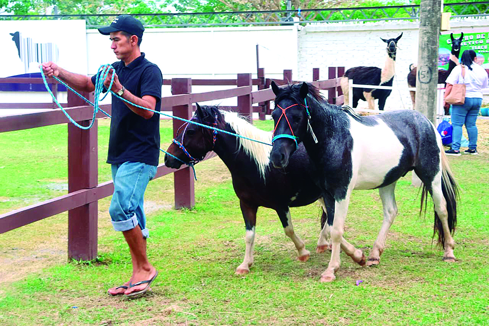 Los ponis son muy fuertes y de carácter sociable y predecibles.