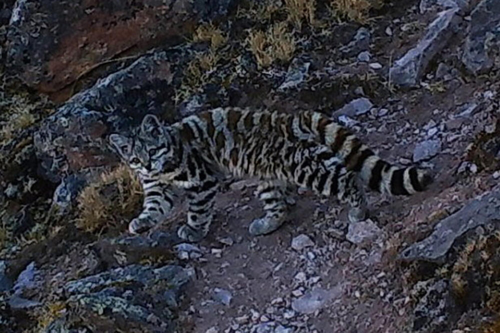 Fotografía cedida por la Fundación Teko Kavi que muestra un gato andino en Apolobamba (Bolivia). /EFE