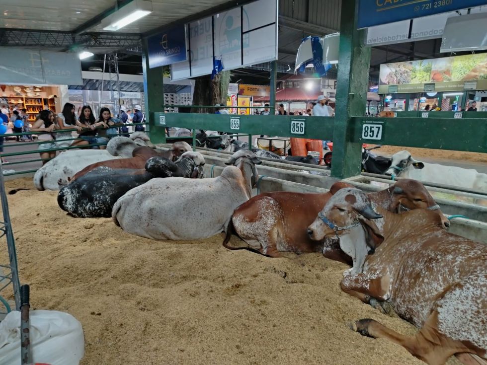 La autoridad sentenció que Santa Cruz concentra el 45% del hato bovino nacional.