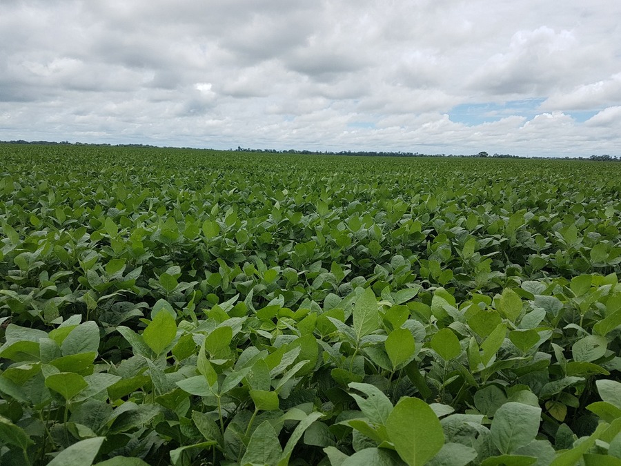 Las semillas del INIAF incrementaron el rendimiento de los campos. Foto RRSS