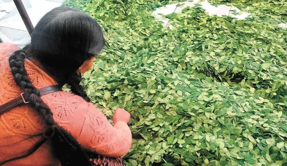 Productora selecciona las hojas de coca en el mercado de Adepcoca. Foto: Anahí Cazas Álvarez / Visión 360