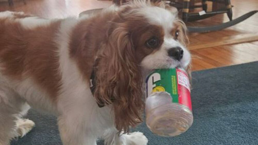 Henry, el perro que fue asesinado