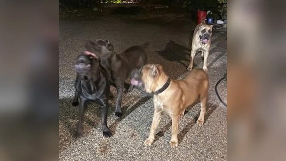 Fotografía de los perros de Gibson