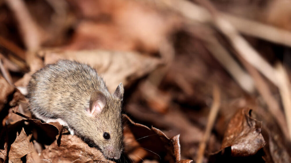 Un ratón, fotografiado en un jardín en Bruselas el 3 de abril de 2023