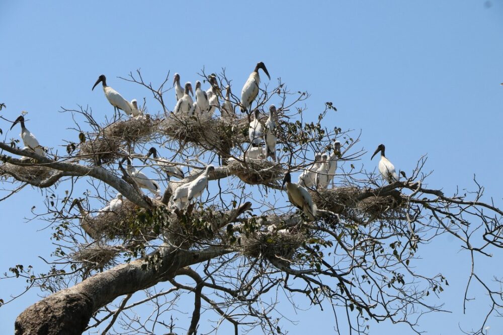 El retorno de las cigüeñas al Curichi Las Garzas