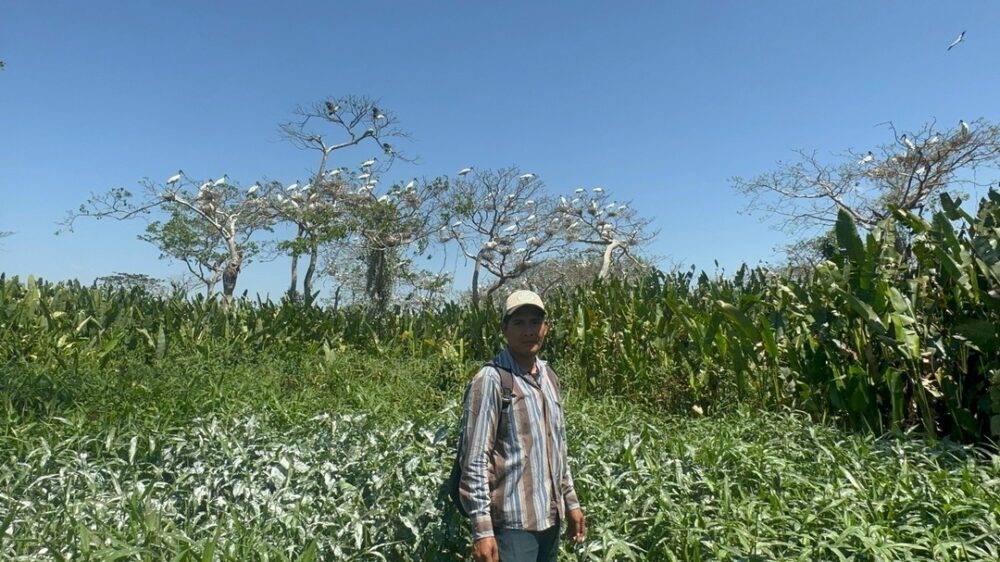 El retorno de las cigüeñas al Curichi Las Garzas