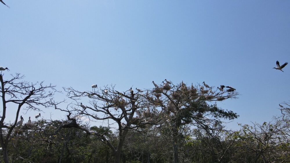 El retorno de las cigüeñas al Curichi Las Garzas