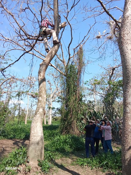 El retorno de las cigüeñas al Curichi Las Garzas