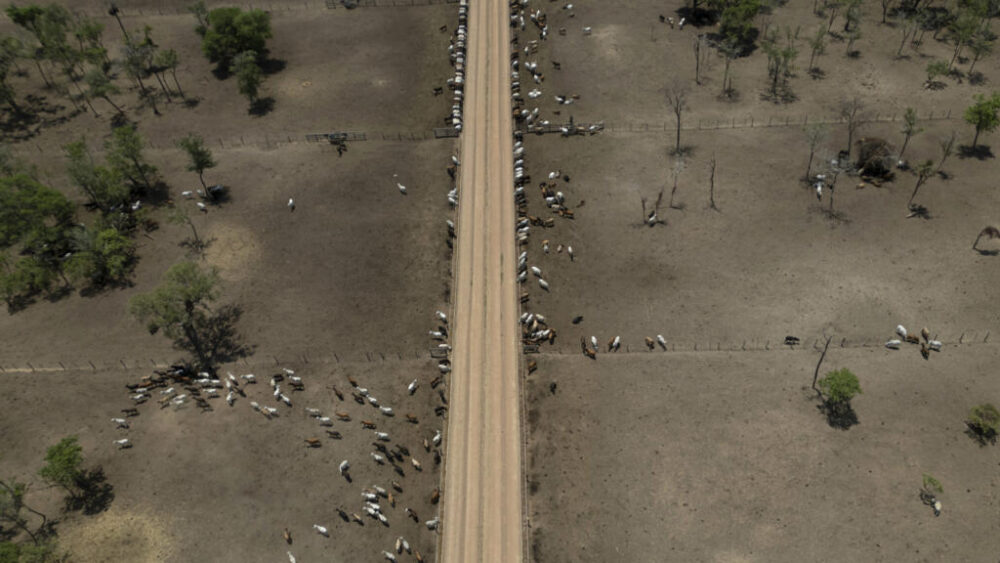 Vista áerea de ganado en el rancho Cupesi, en Santa Cruz, Bolivia, el 14 de octubre de 2025