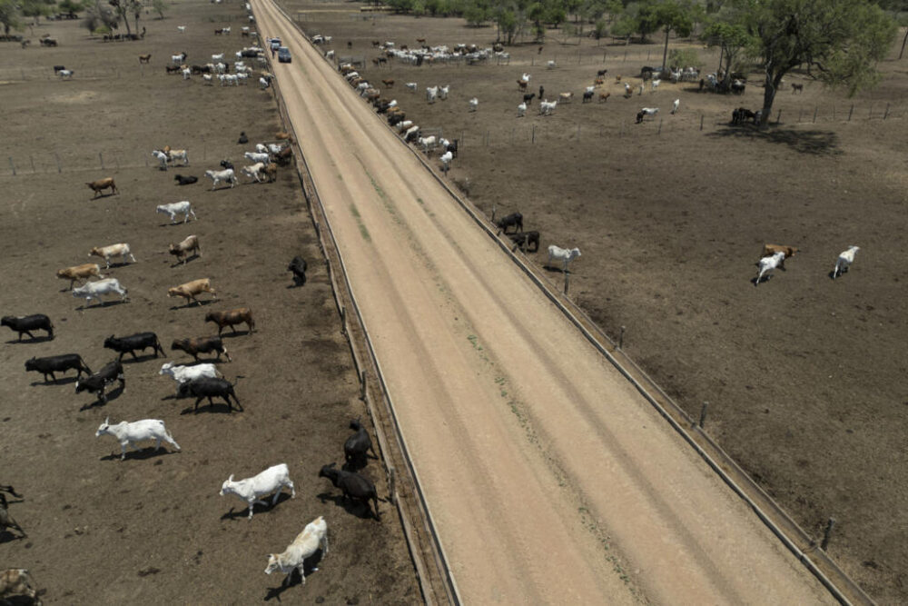 Ganado en el rancho Cupesi, en el departamento boliviano de Santa Cruz, en una imagen del 14 de octubre de 2025