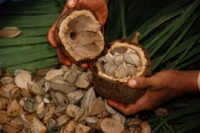Producción de castaña emplea a 25.000 familias bolivianas – eju.tv