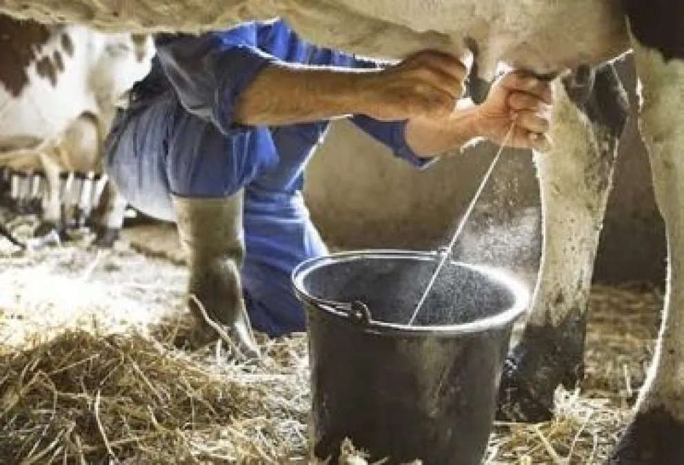 Un lechero tarijeño. FOTO: Cámara Agropecuaria del Oriente